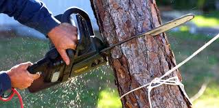 Best Fruit Tree Pruning  in Amerin Nyon, CA