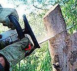 Best Tree Preservation Services  in Amerin Nyon, CA