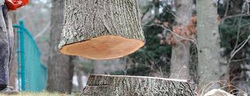 Best Storm Damage Tree Cleanup  in Amerin Nyon, CA