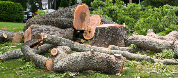 Best Emergency Tree Removal  in Amerin Nyon, CA