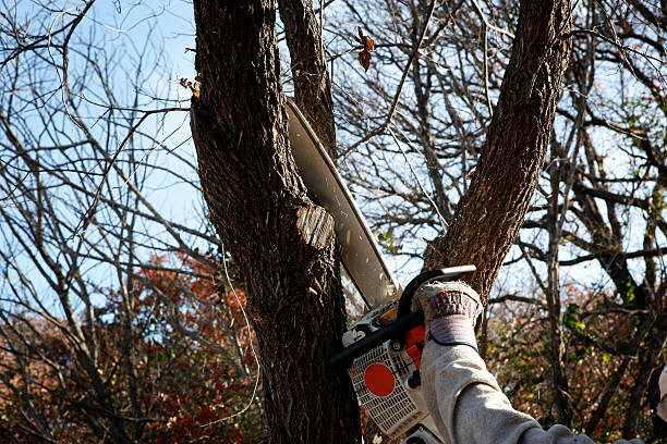 Reliable American Canyon, CA Tree Care Solutions