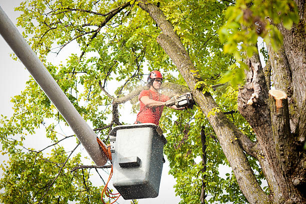 How Our Tree Care Process Works  in  American Canyon, CA