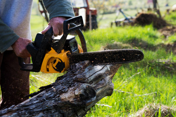  Amerin Nyon, CA Tree Care Pros
